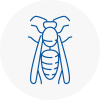 Boston Spa Wasp Nest Removal